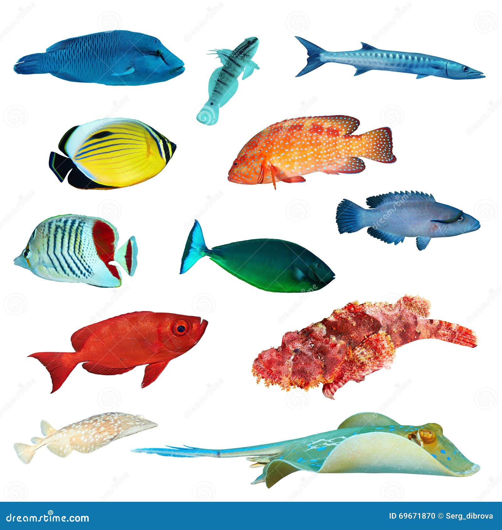 Tropical fish collection stock photo. Image of colorful 69671870