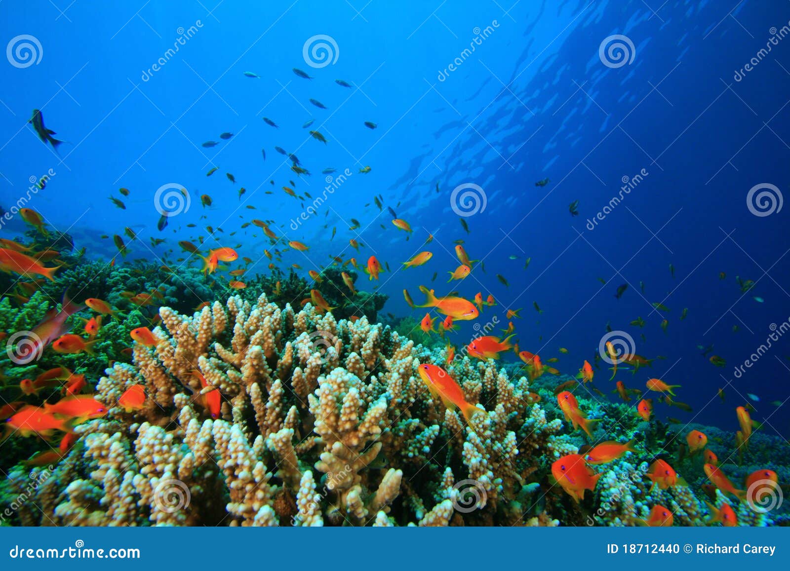 Tropical Fish and Coral Reef Stock Photo - Image of colorful, fish ...