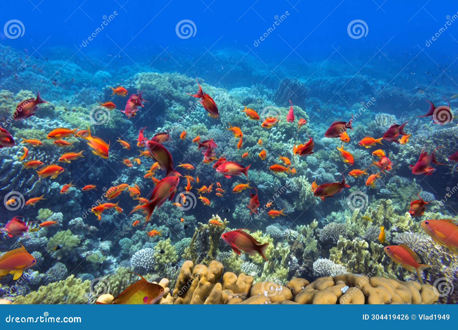 Tropical Fish and Coral Reef, Red Sea, Stock Photo - Image of fish ...