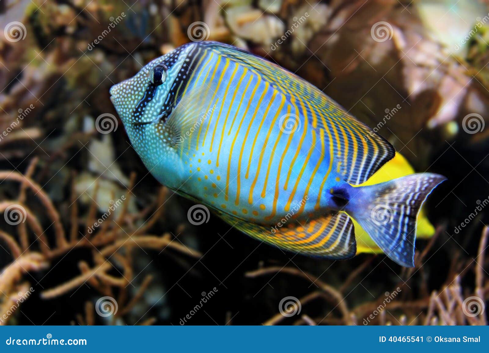 tropical fish in coral reefs