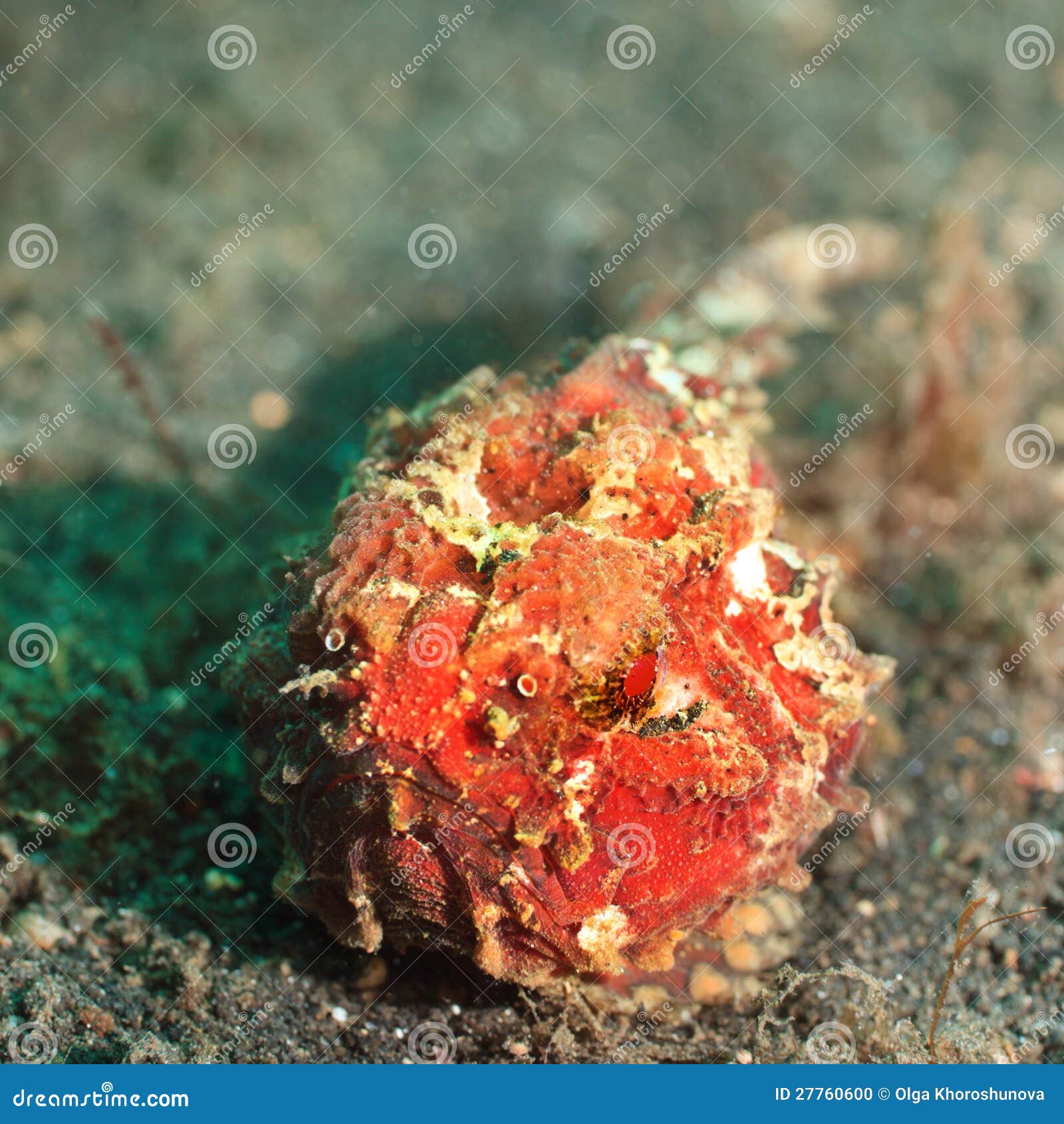 Macro shot of a tropical fish frogfish underwater