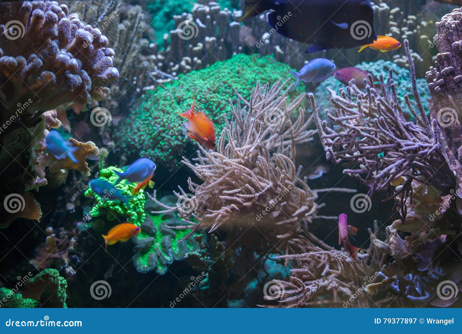 Tropical Fish at the Great Barrier Reef. Stock Image Image of ocean