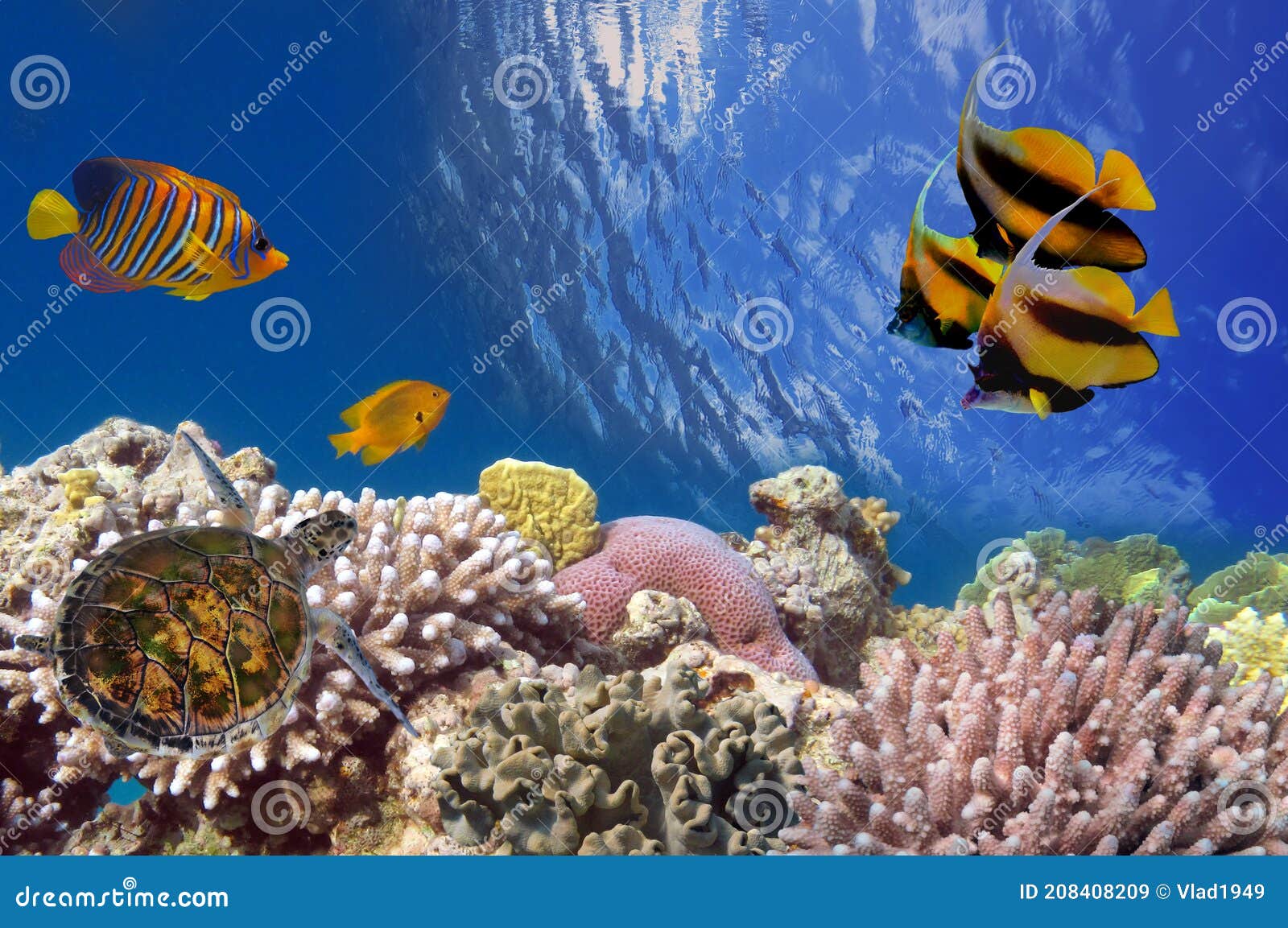 Tropical Fish and Hard Corals in the Red Sea, Egypt Stock Image - Image ...