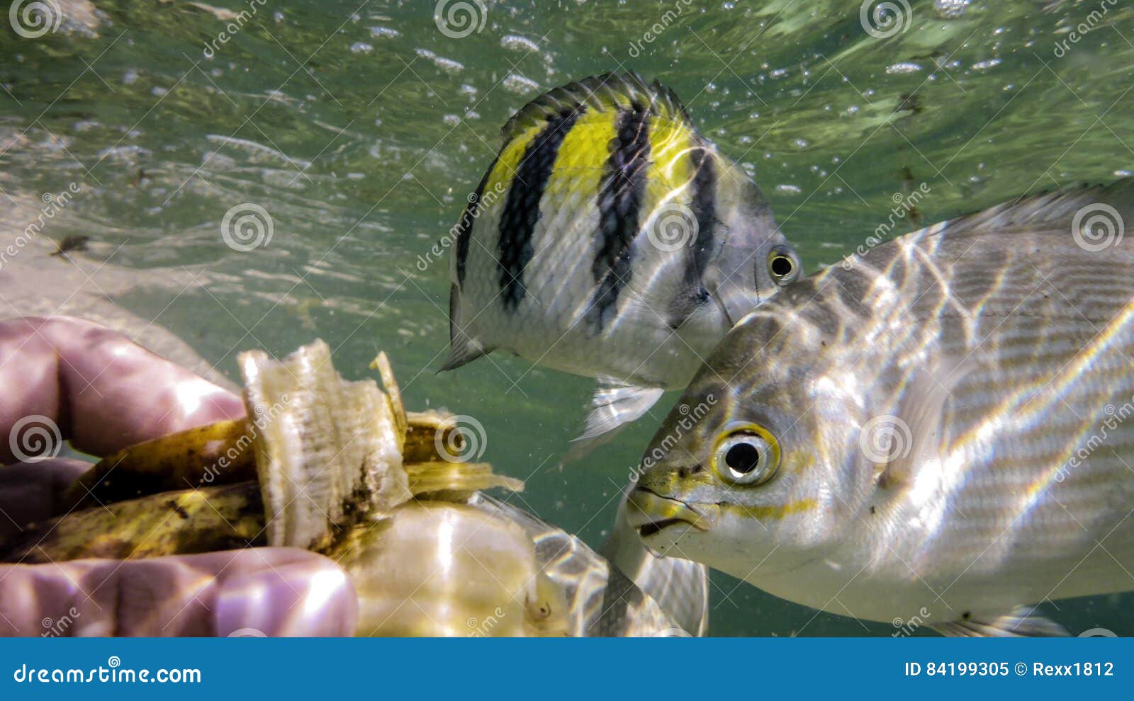 Tropical Fish in the Ocean Eating Banana Stock Image Image of macro