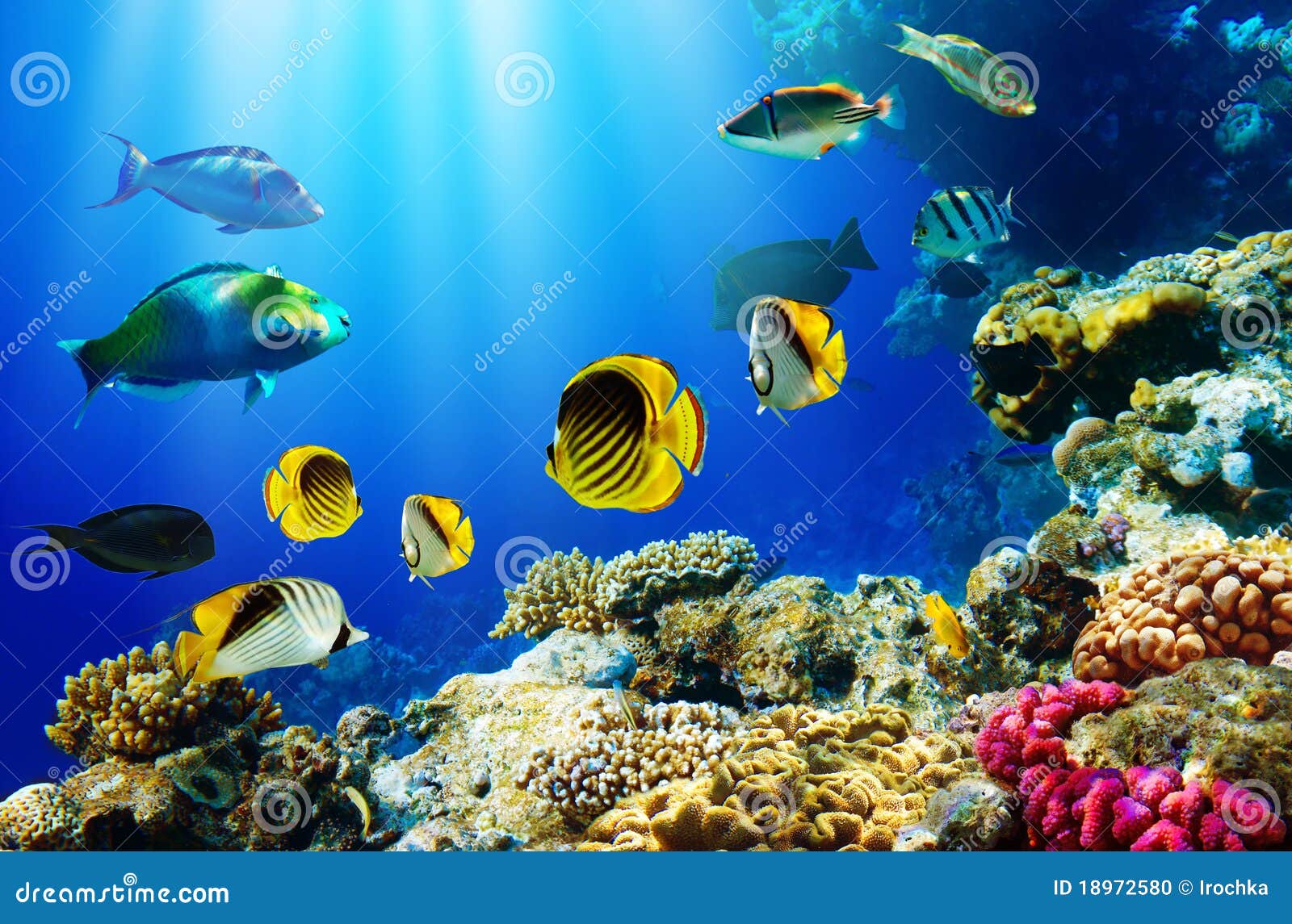 tropical fish over coral reef