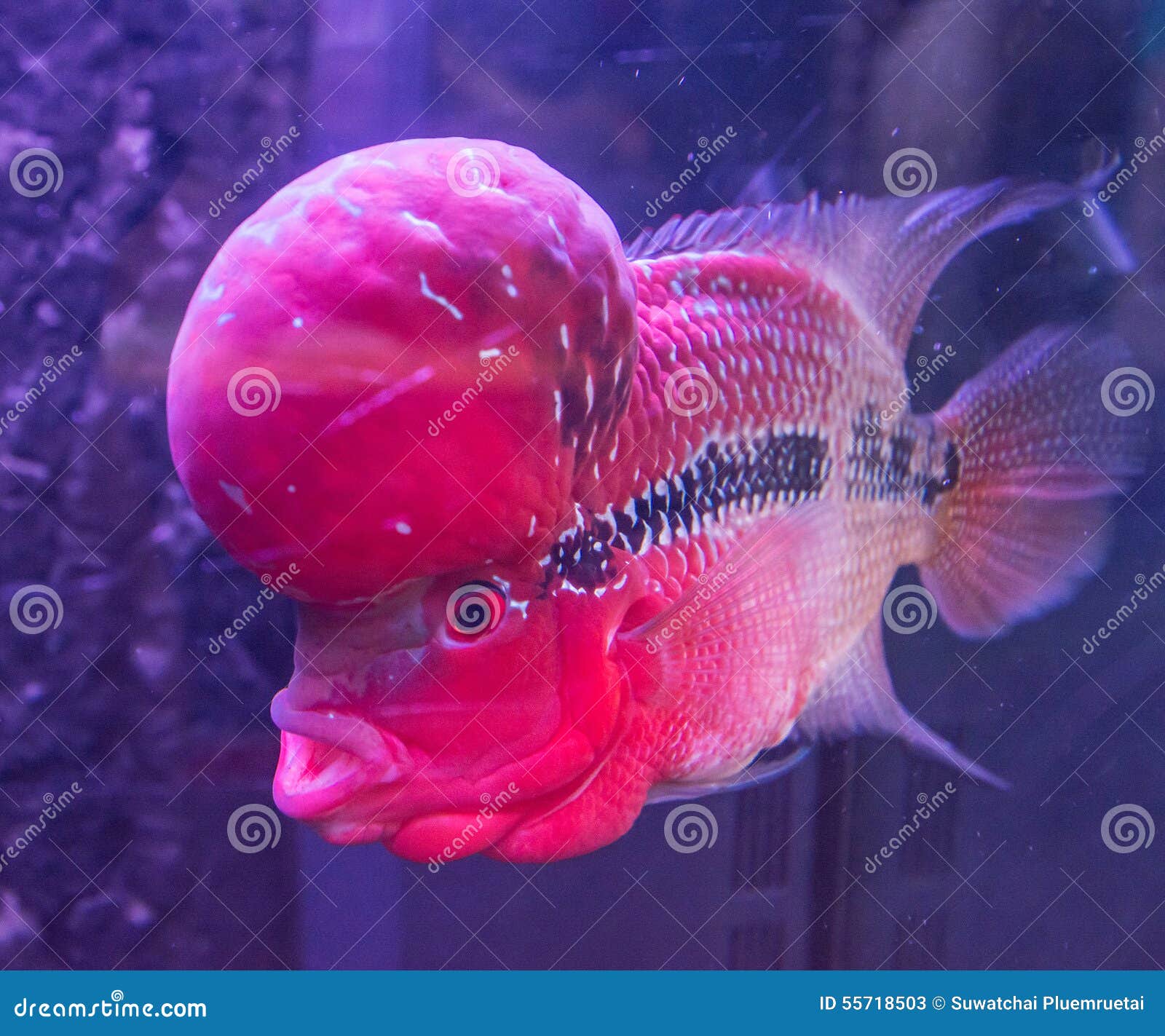 tropical fish red cichlid