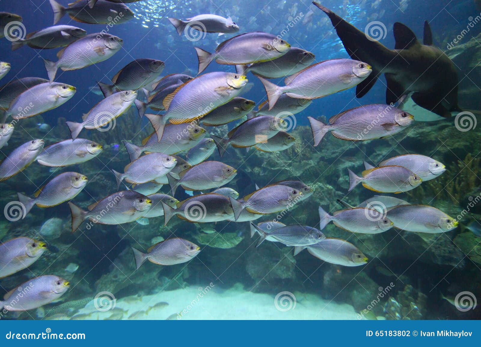 Tropical fish schooling stock photo. Image of javus, underwater 65183802