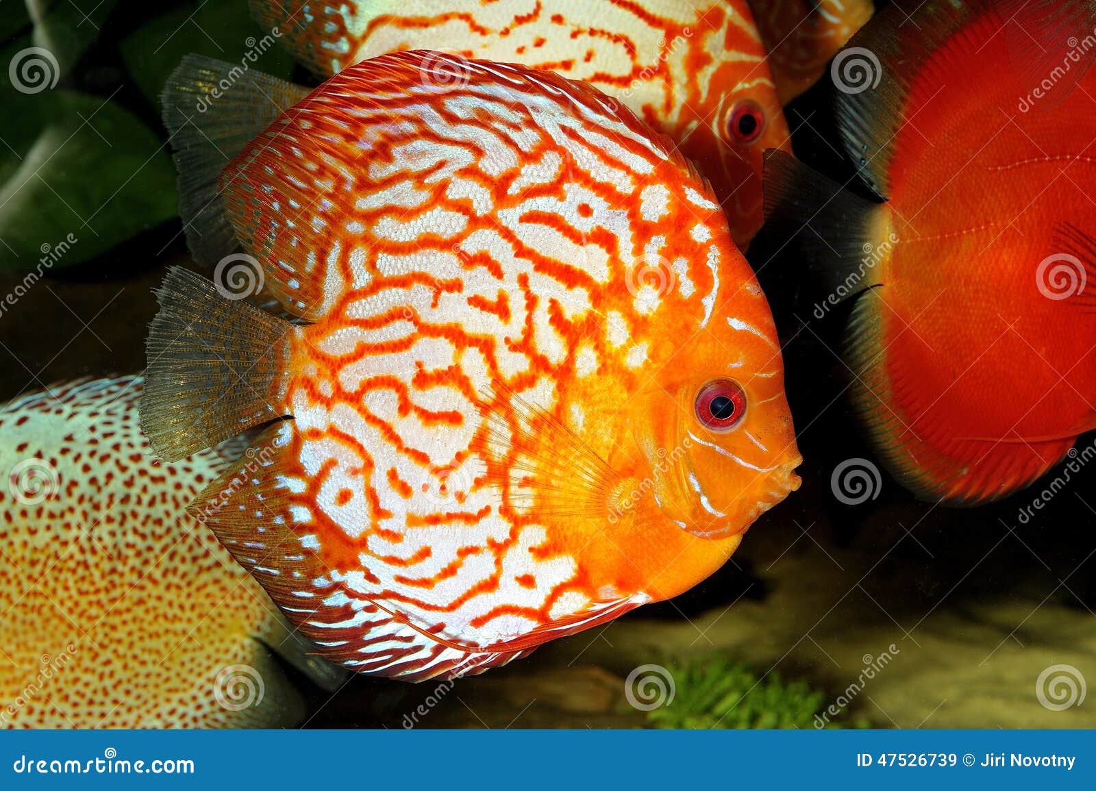 Fish stock image. Image of river, tropical, ocean, white - 47526739