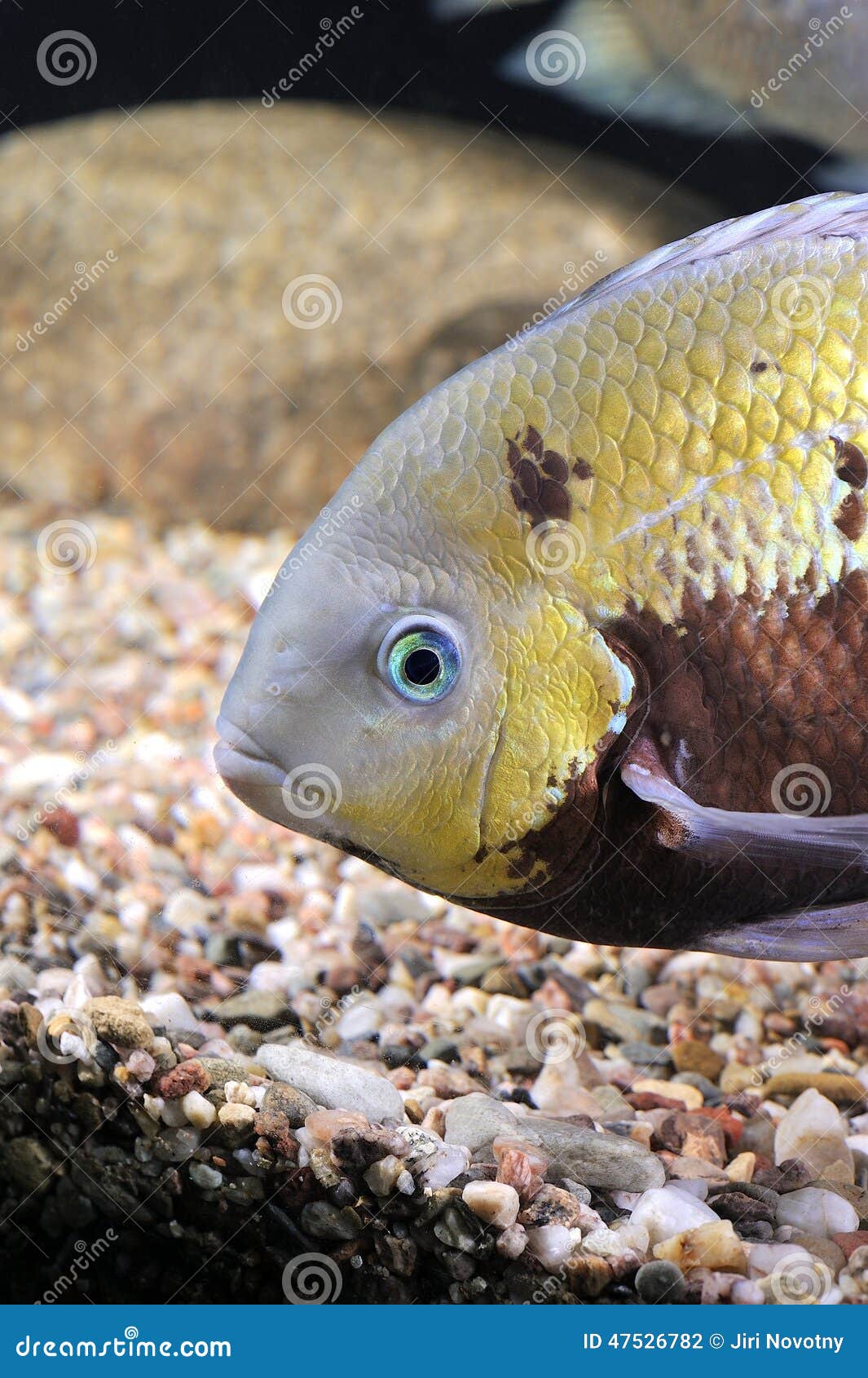 Tropical Fish stock photo. Image of animal, aquarium - 47526782