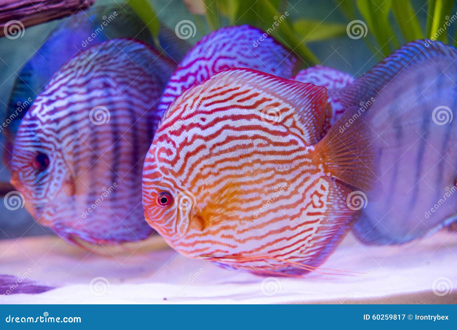 Tropical Fish of the Symphysodon Discus Spieces Stock Image Image of