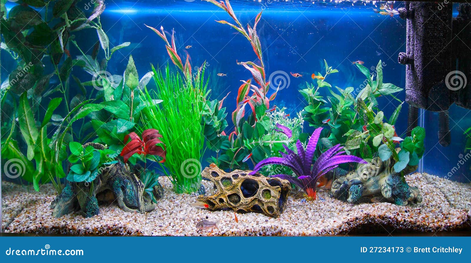 Tropical Fish Tank Aquarium Stock Image  Image of water, home: 27234173