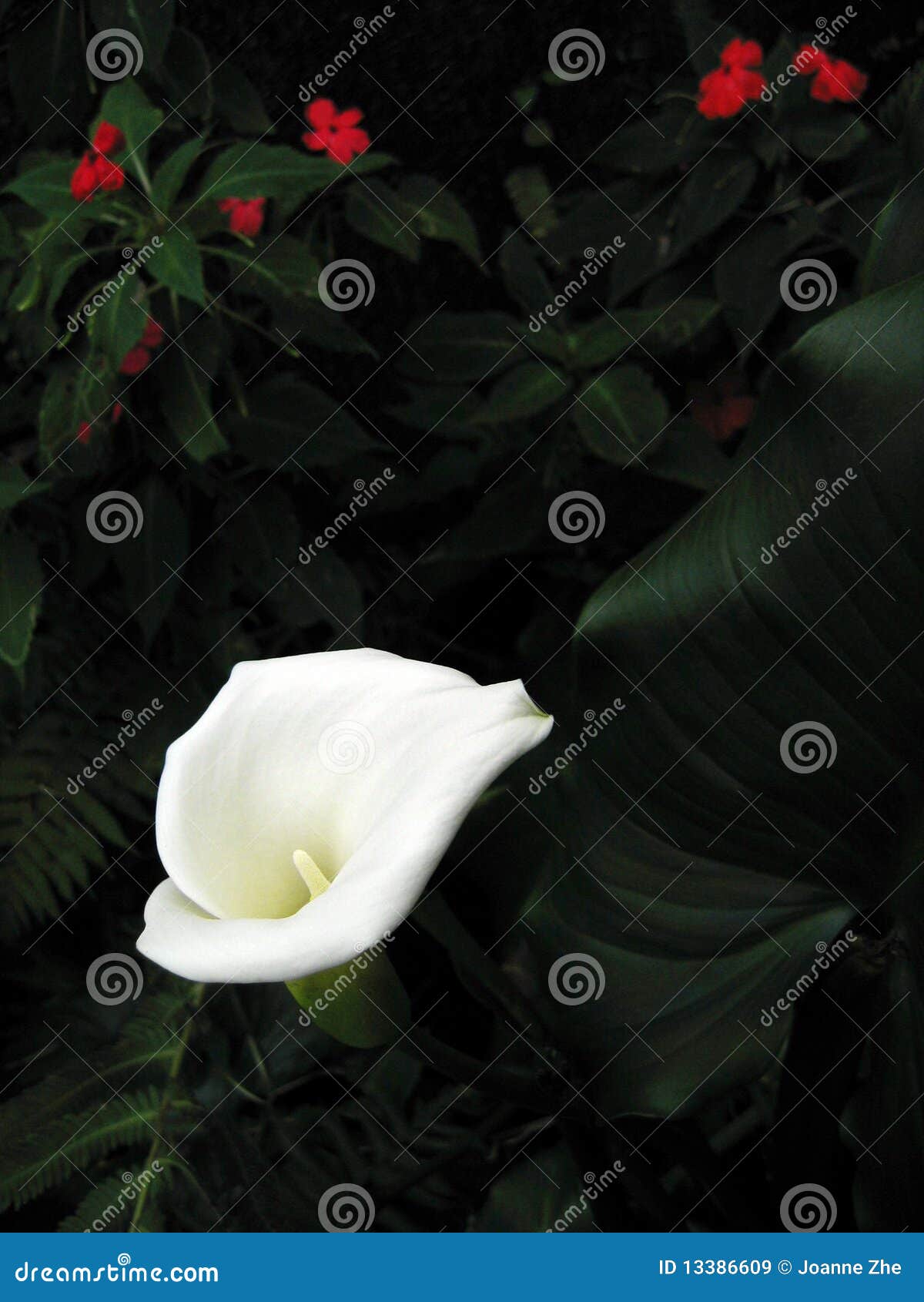 tropical flora dark background