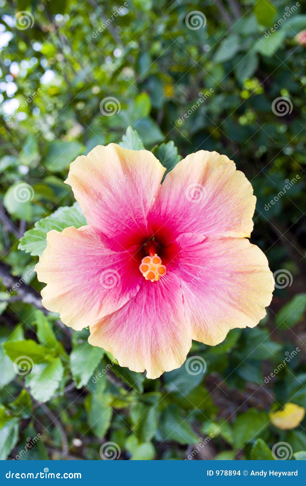 Tropical Flower stock photo. Image of island, copyspace 978894