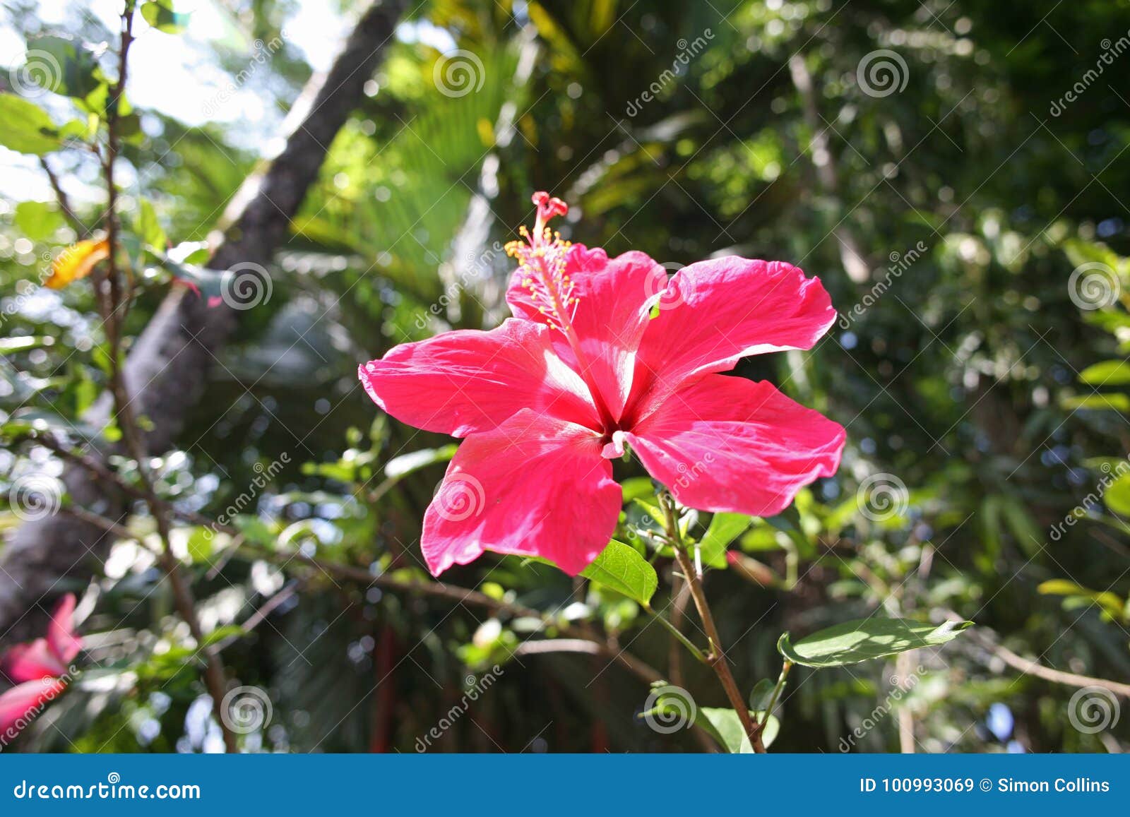 Tropical Flower in Beautiful Pink Stock Image - Image of pink ...