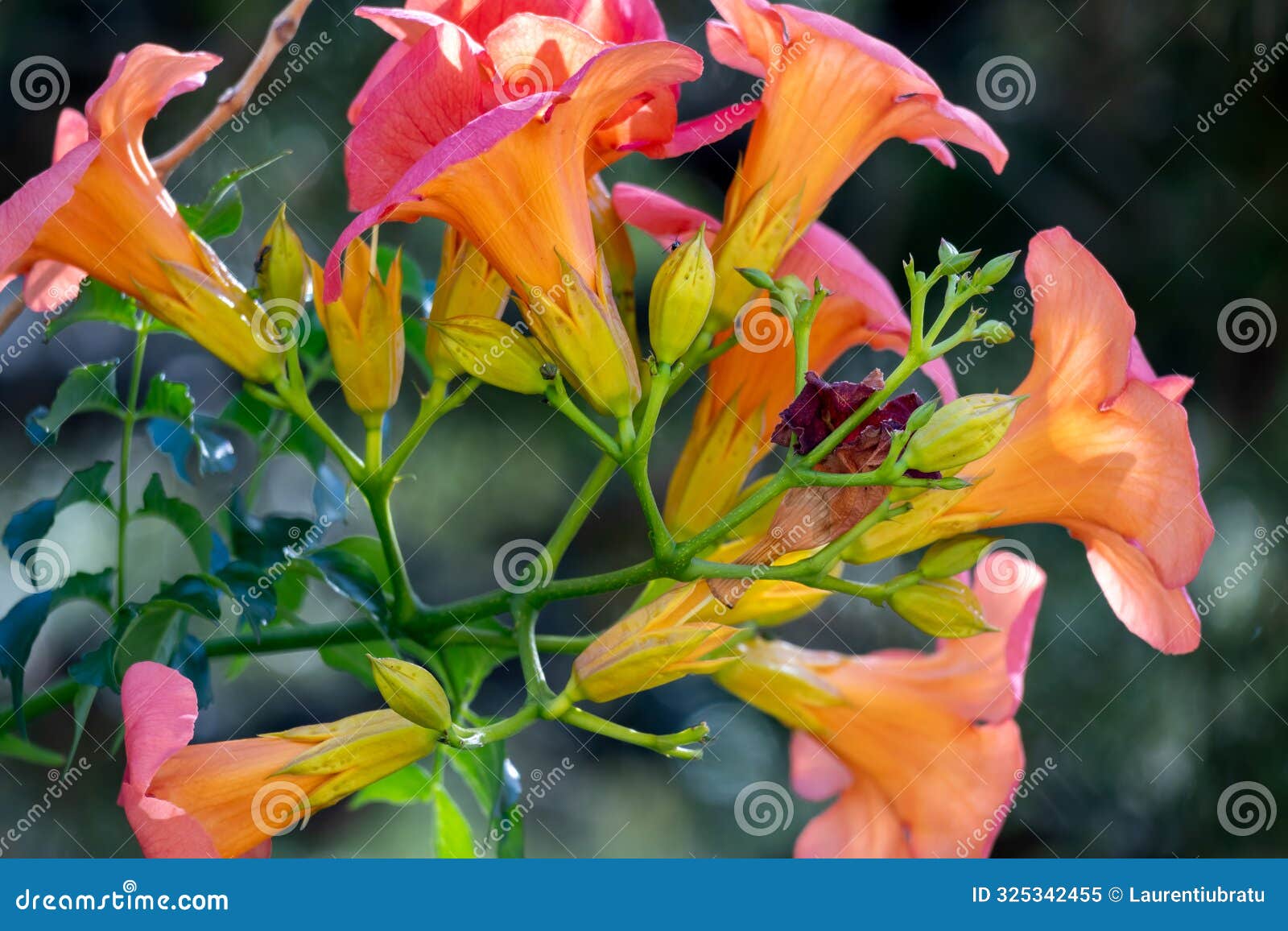 tropical flower campis in the garden on blue sky background