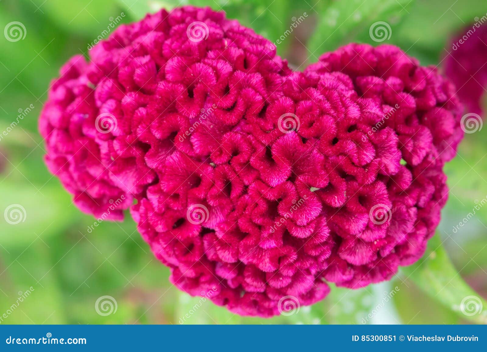 Tropical Flower Celosia Cristata In Garden Stock Image Image Of Flora Blooming 85300851