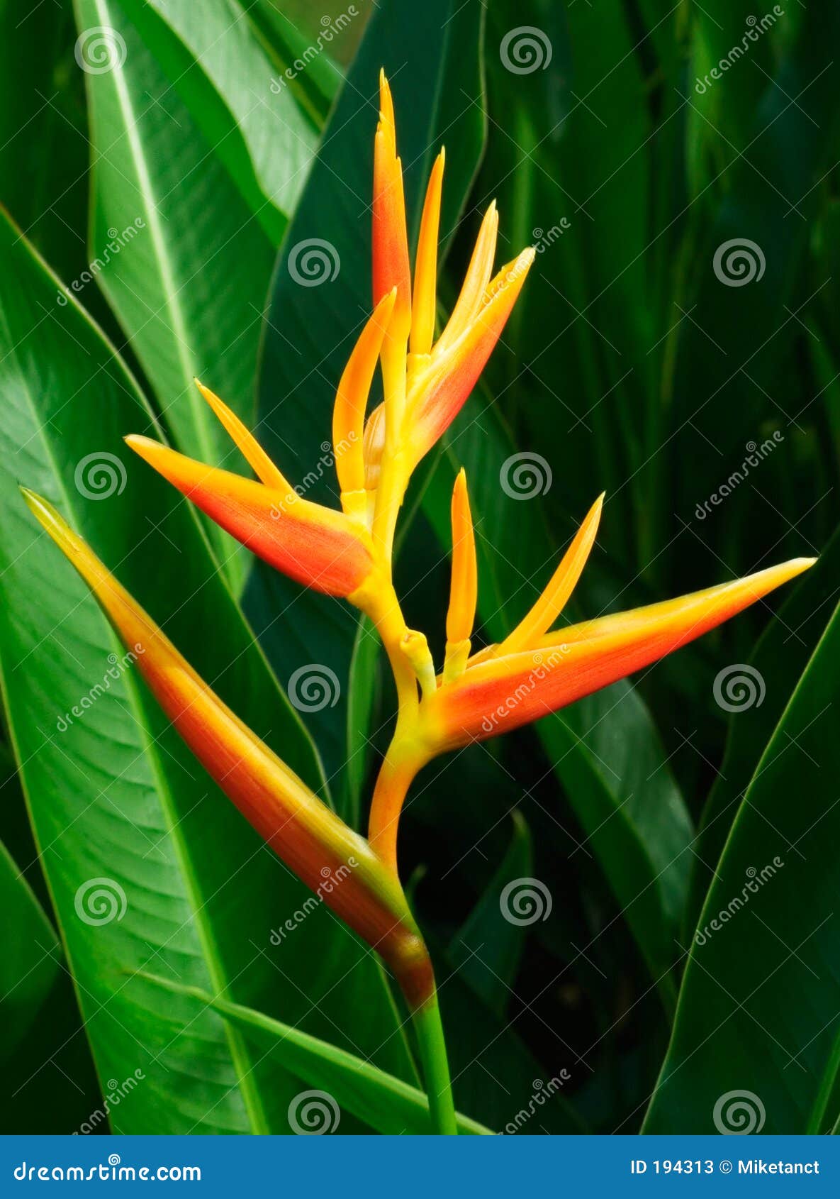 4,571 Flower Heliconia Stock Photos - Free & Royalty-Free Stock Photos from  Dreamstime