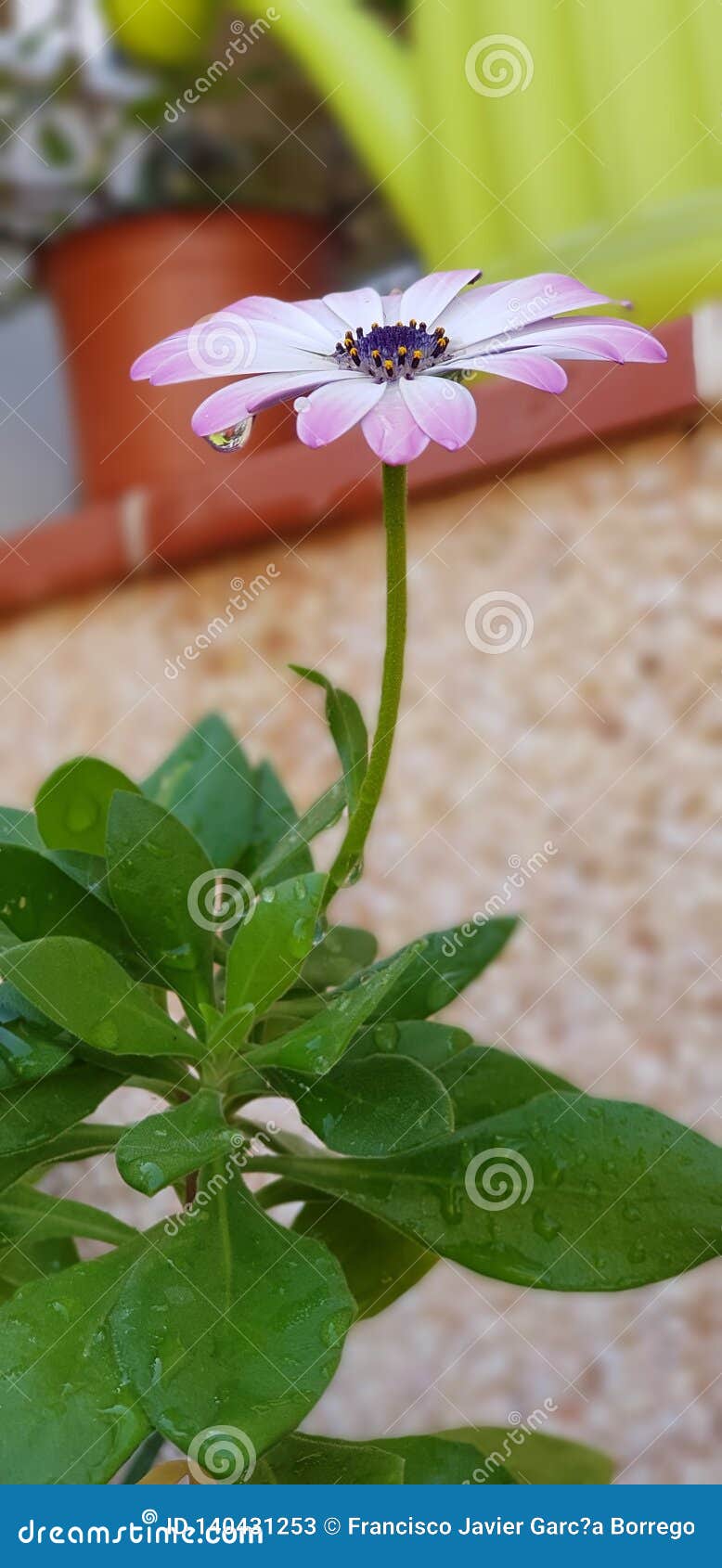 tropical flower, la flor  de mi jardÃÂ­n