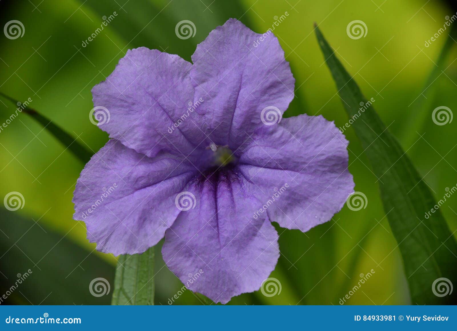 Tropical Flowers In Bali Indonesia Stock Image Image Of Bali Flowers 84933981