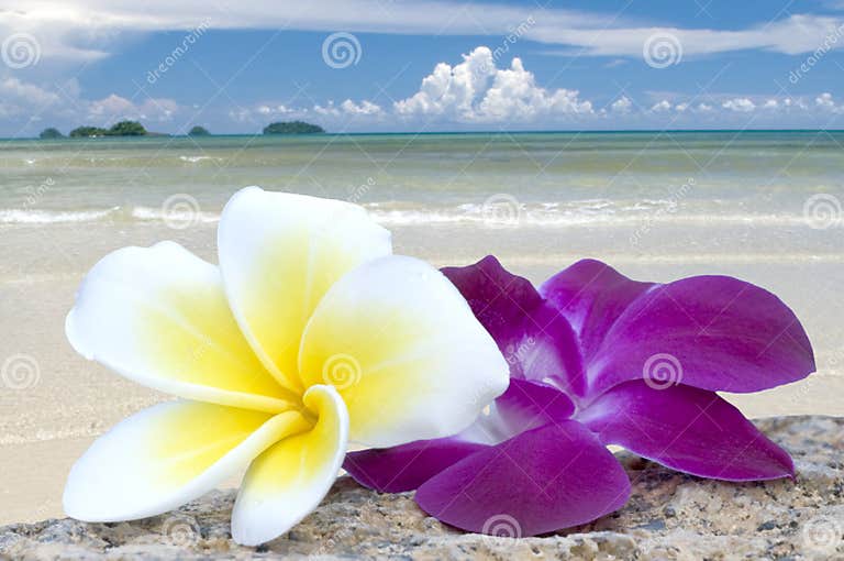 Tropical flowers on beach. stock image. Image of flower 10801467