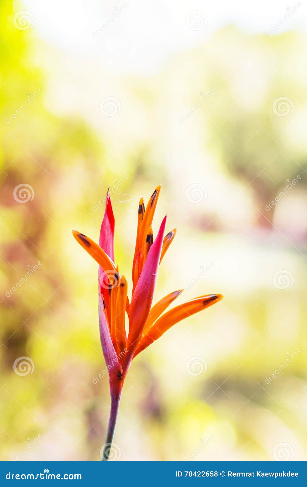 Tropical Flowers of Beautiful. Stock Photo - Image of flowers ...