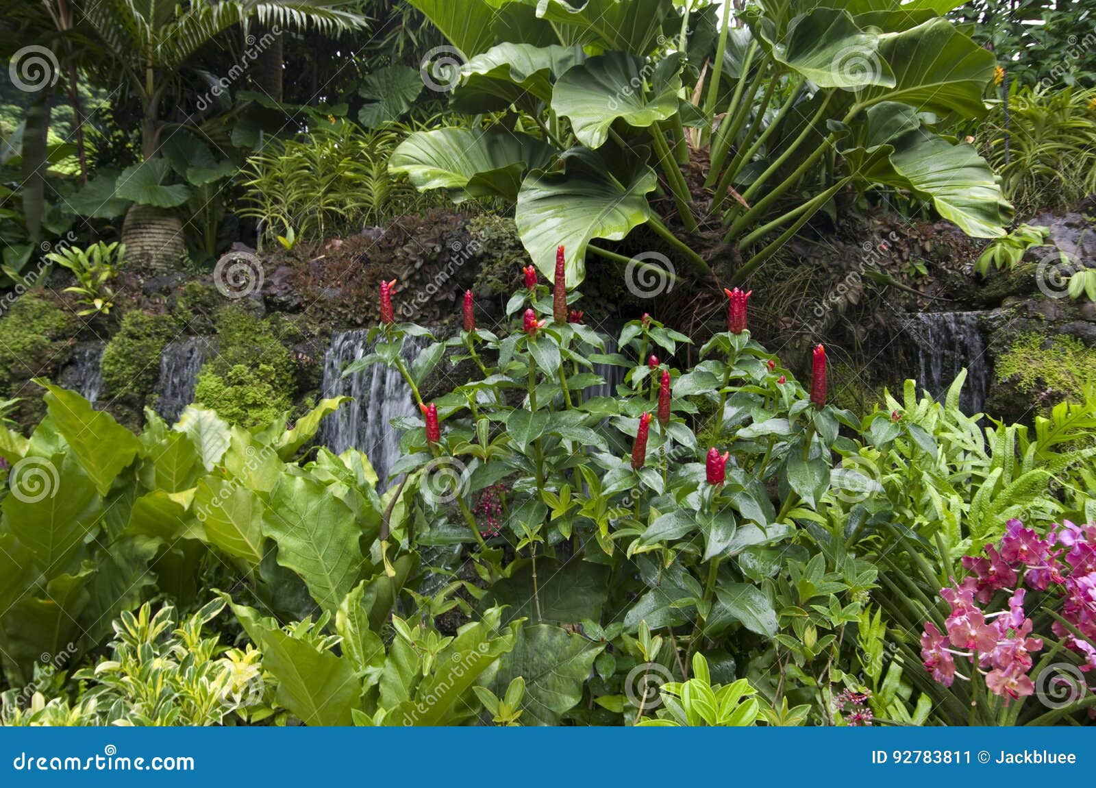 singapore botanic gardens flowers