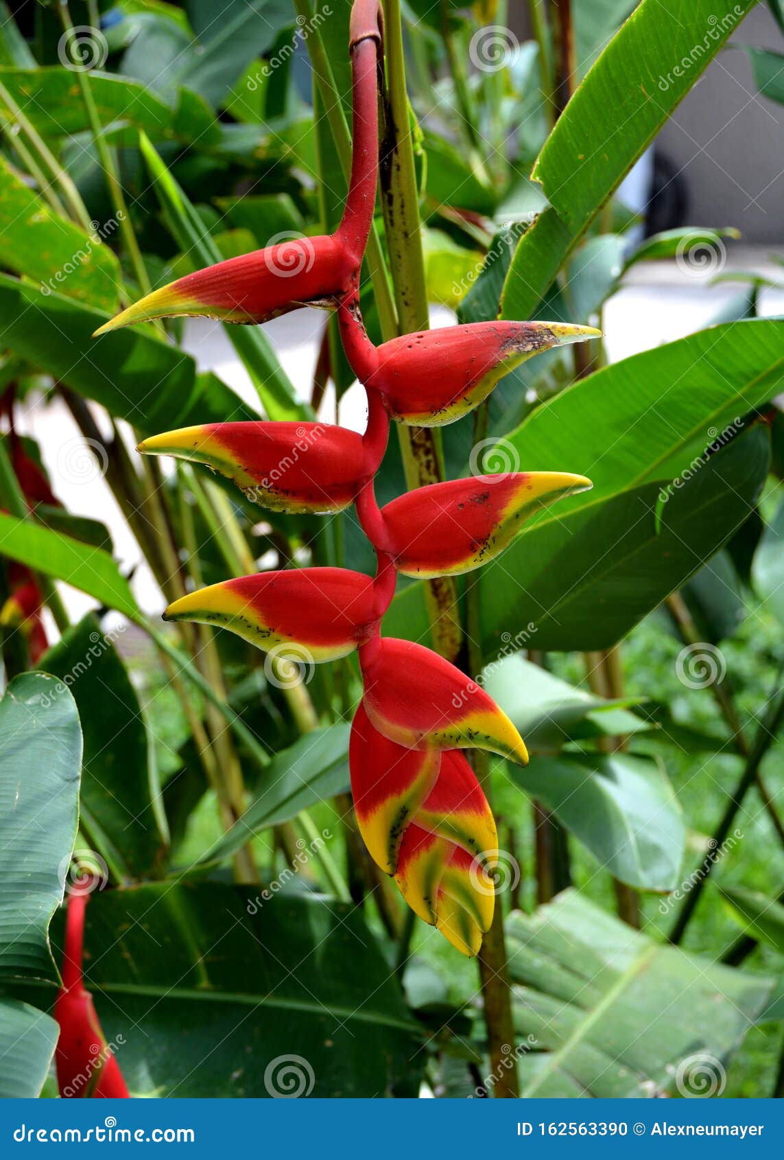 Tropical Flowers Close Up and Macro Photography Taken in Mexico Stock ...