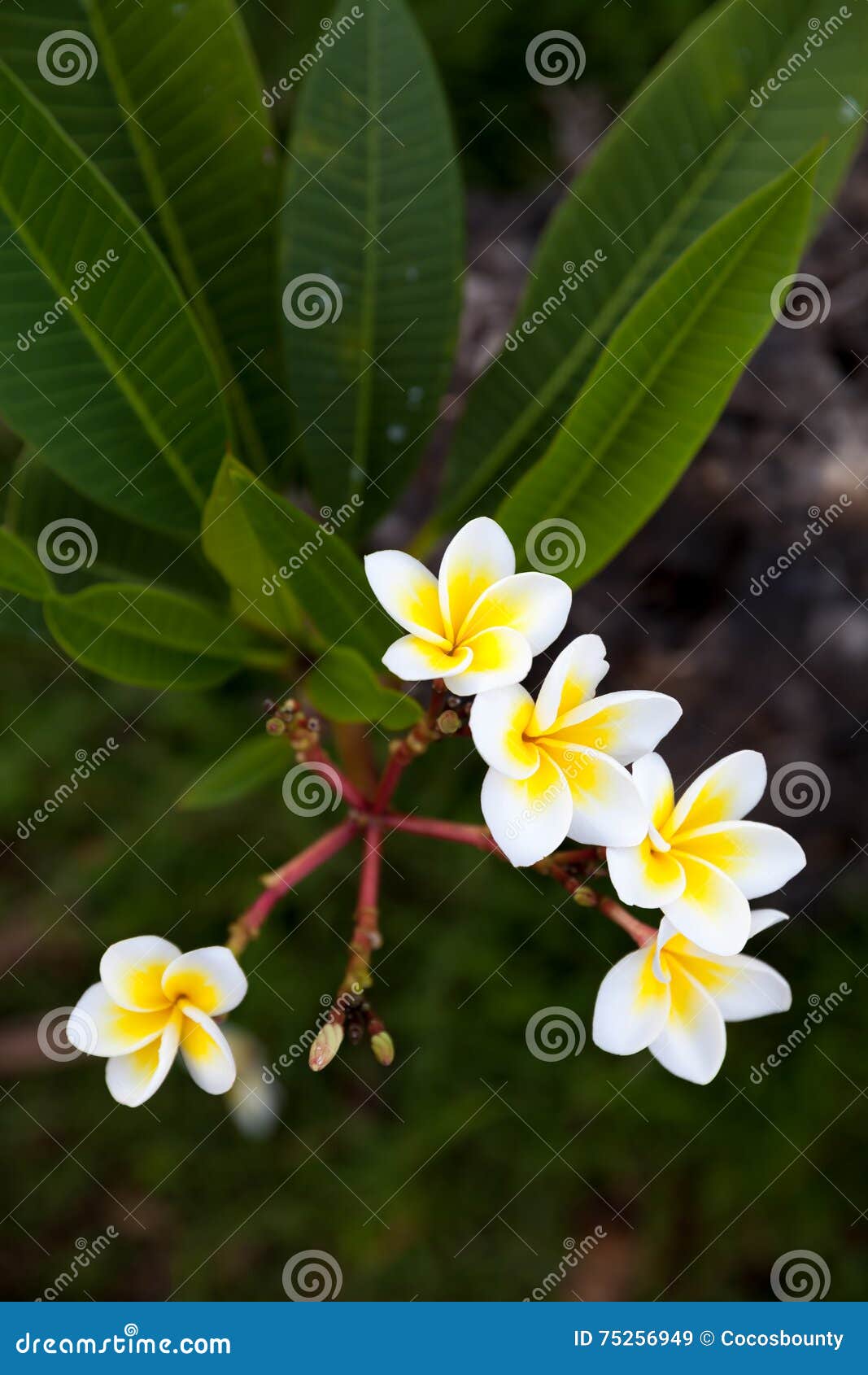 tropical flowers frangipani (plumeria) on green background