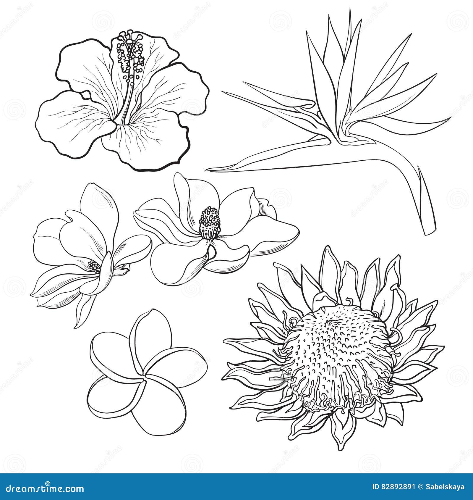 Tropical Flower Drawing Images  Free Download on Freepik