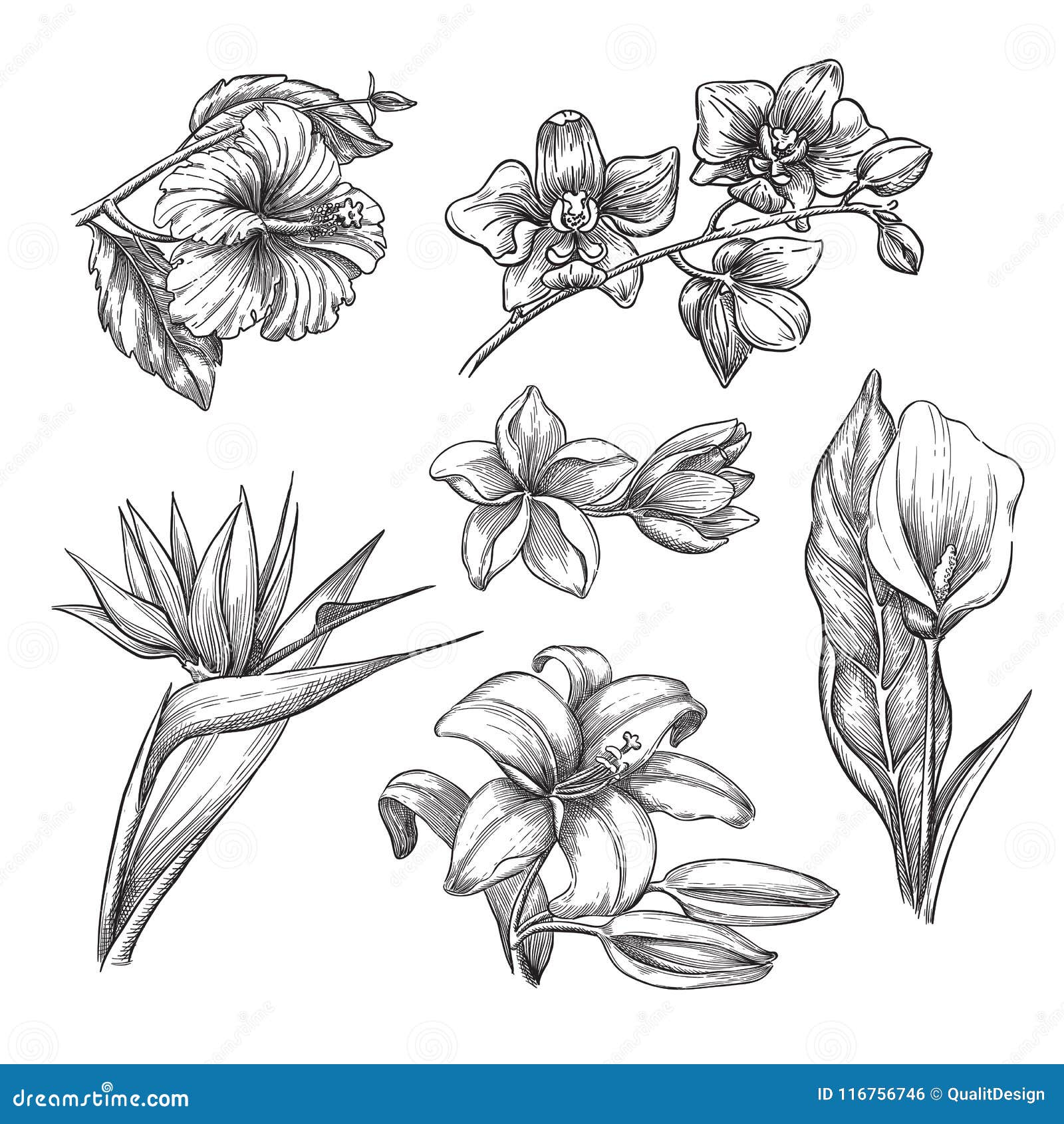 Single bright red hibiscus tropical flower sketch vector illustration  Single bright red hibiscus tropical flower sketch  CanStock