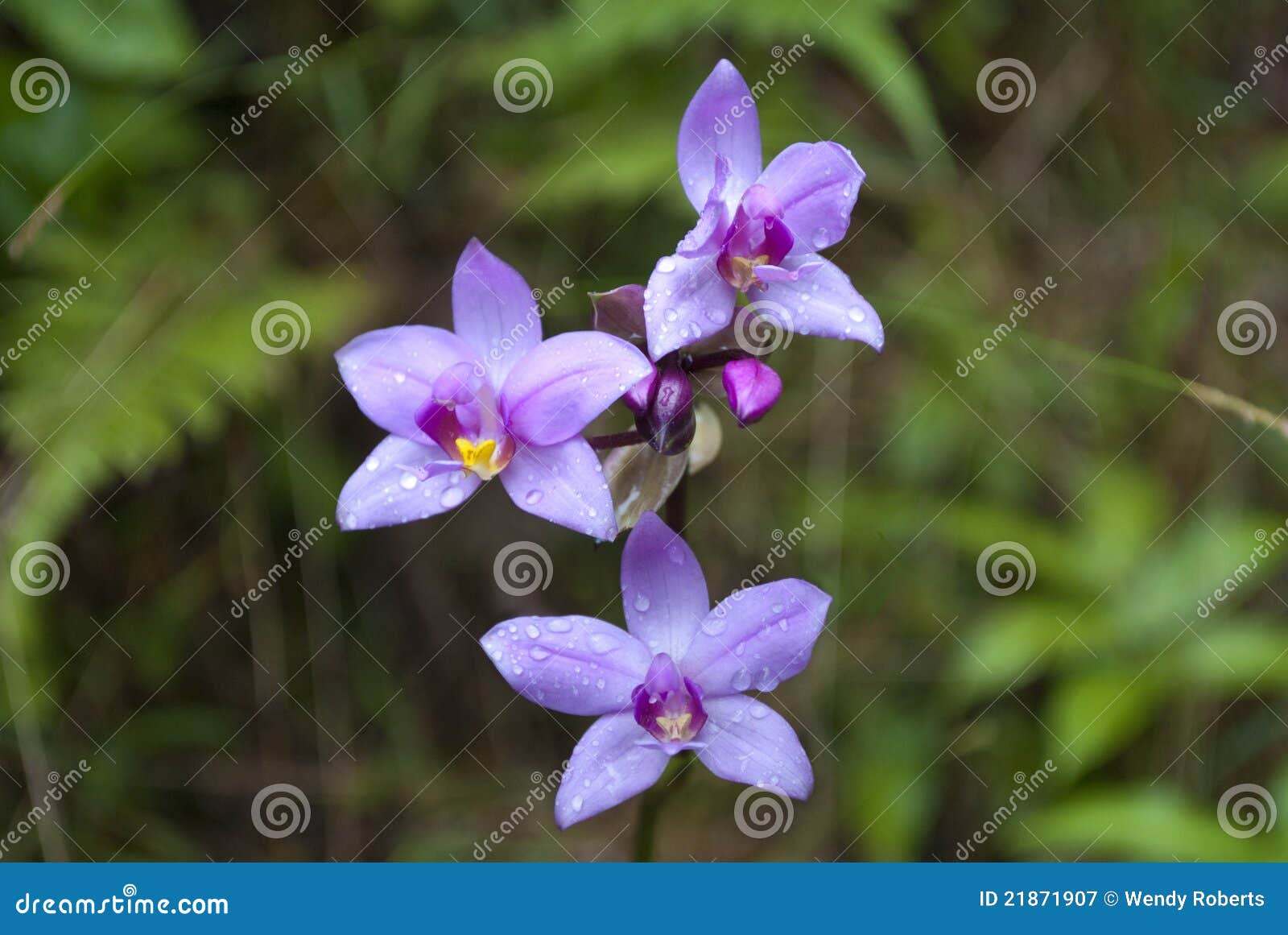 Tropical Flowers Wild Bamboo Orchids Royalty Free Stock Photography