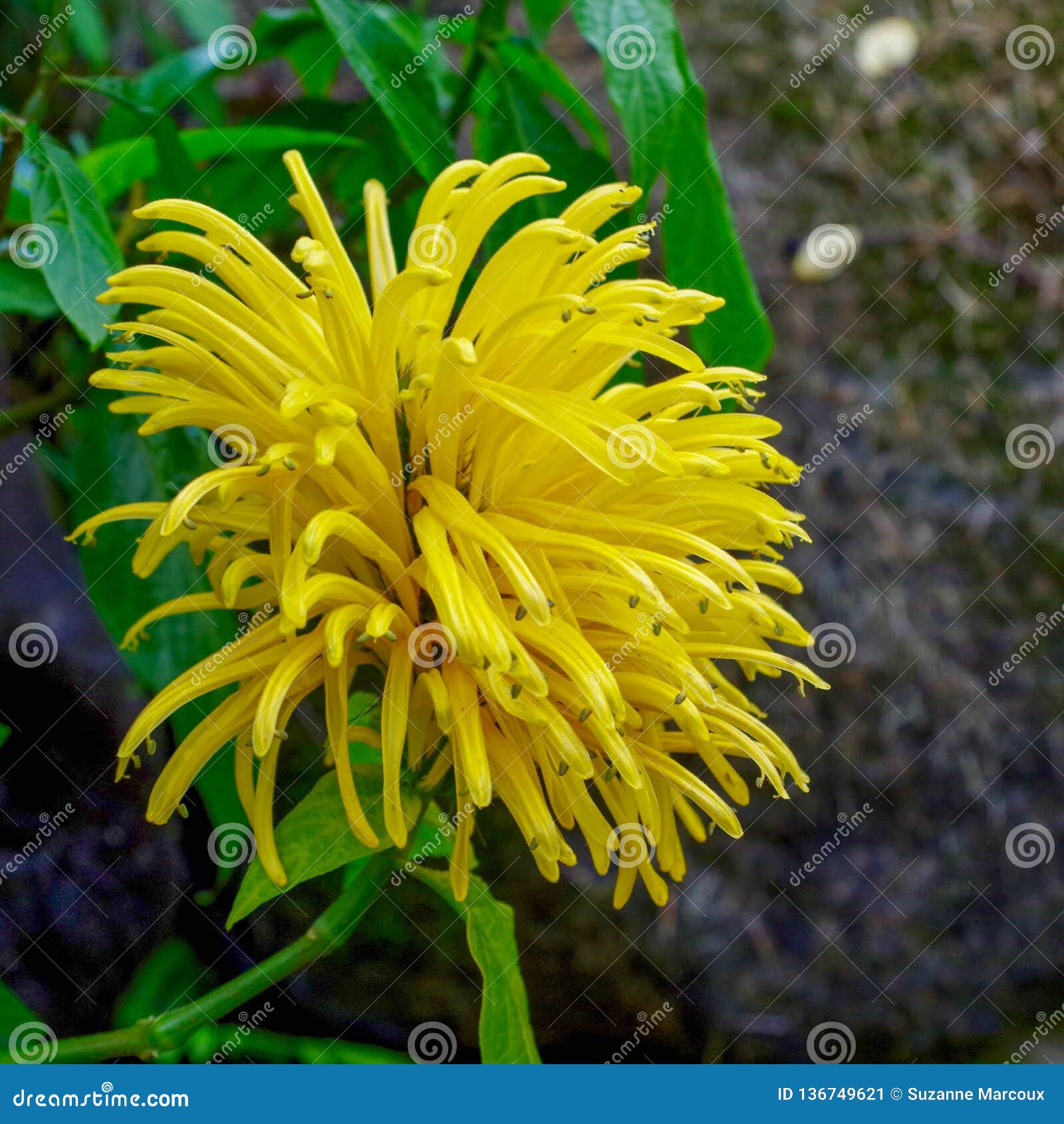 Yellow Jacobinia Flower Princeville Botanical Gardens Kauai