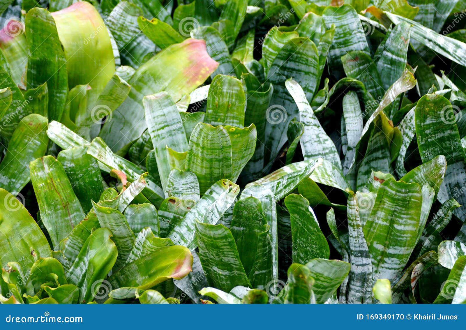 tropical foliage of urn-plant ``primera