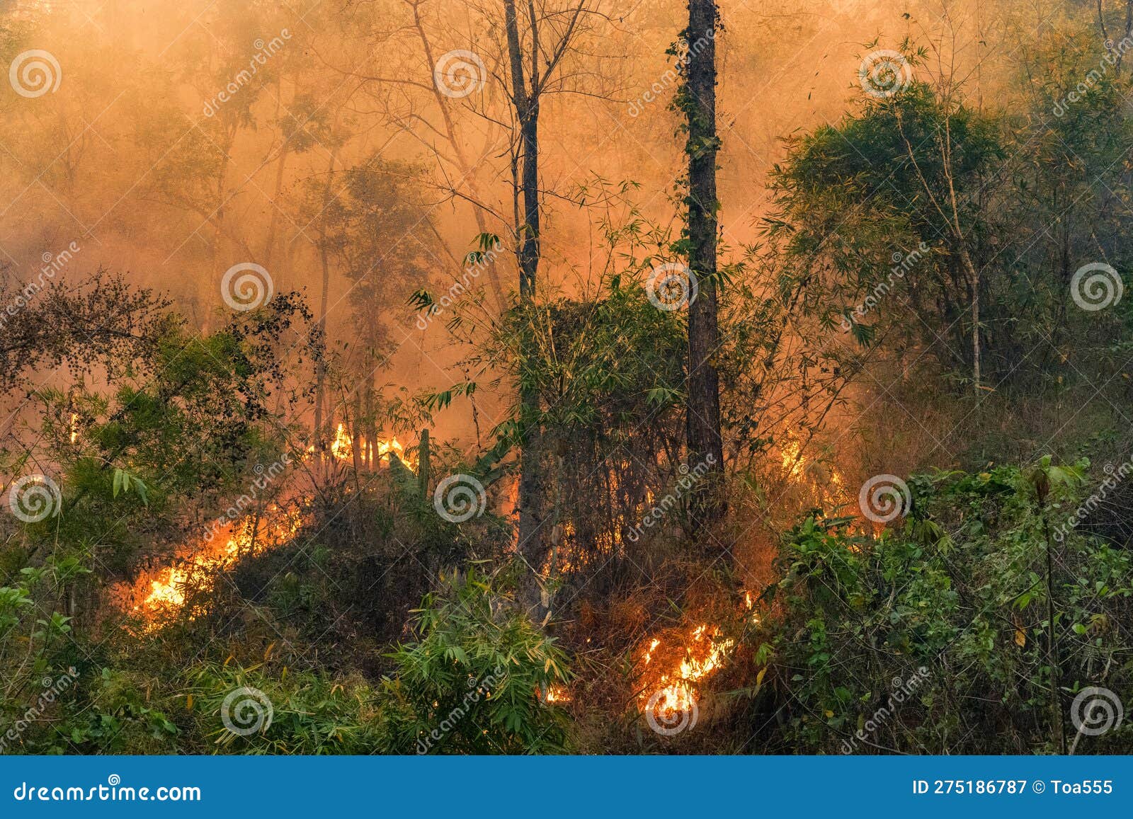 The Impact Of Forest Fires And Farmers` Gardens On Fires Causes Toxic ... Biology Diagrams