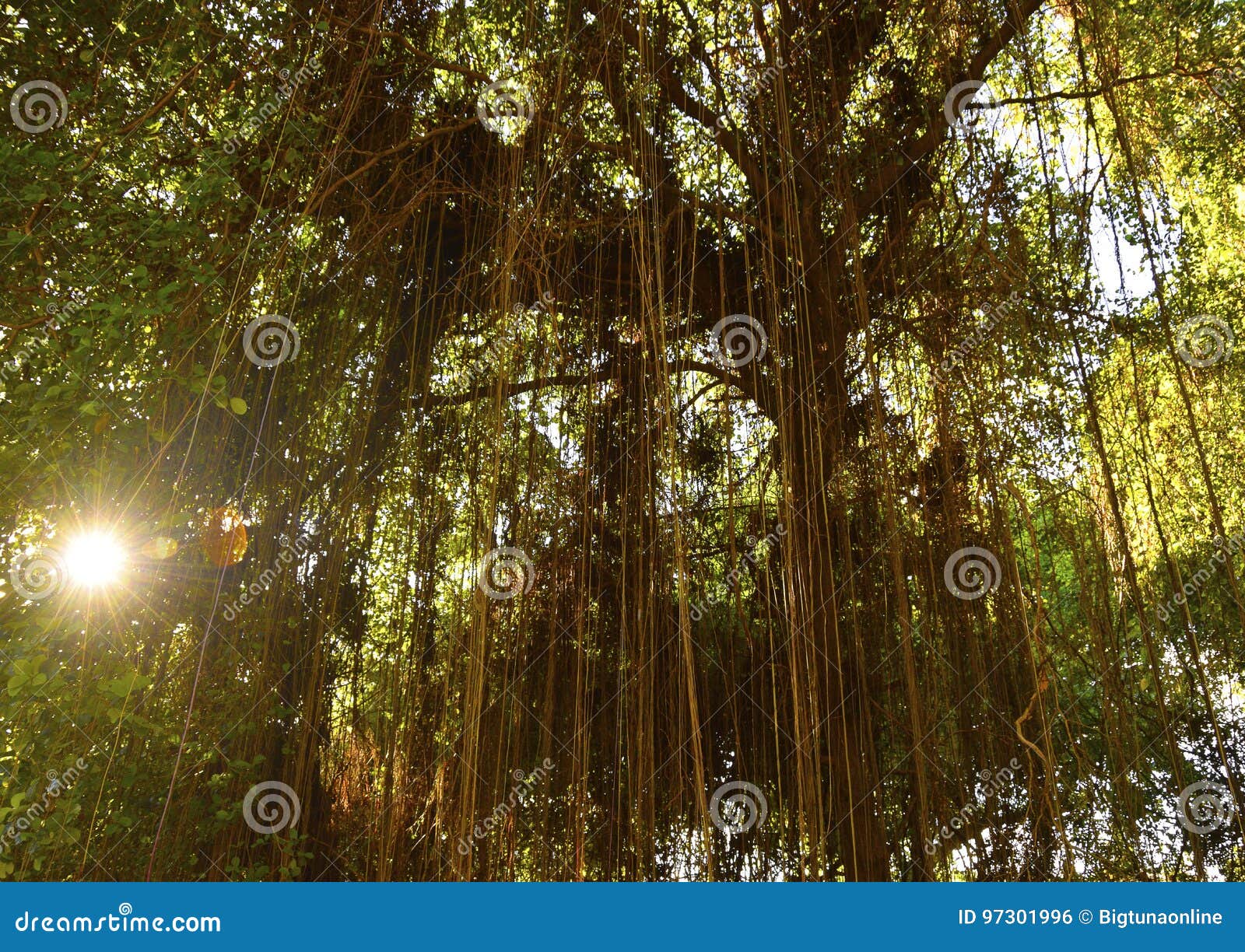 Tropical Forest with Hanging Vines Lianas in the Sunshine. Stock Photo
