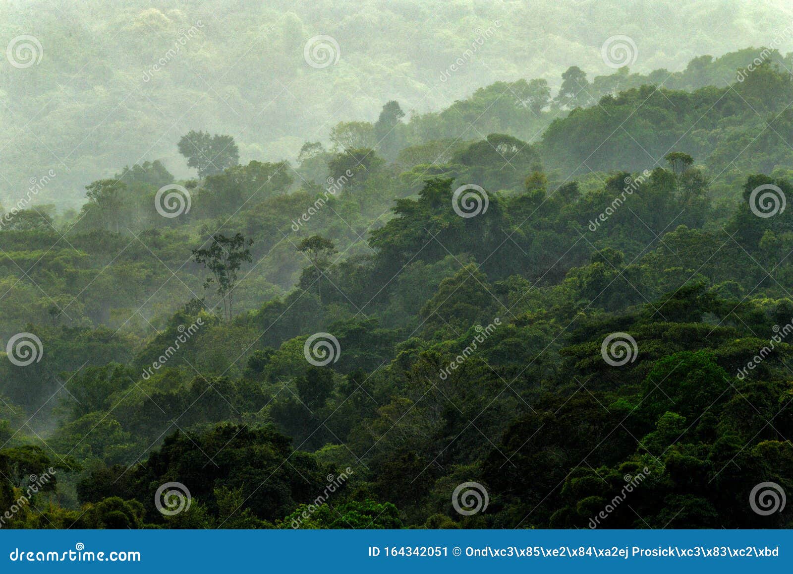 Tropical Forest during Rainy Day. Green Jungle Landscape with Rain and Fog  in Santa Marta, Colombia Stock Image - Image of national, foliage: 164342051