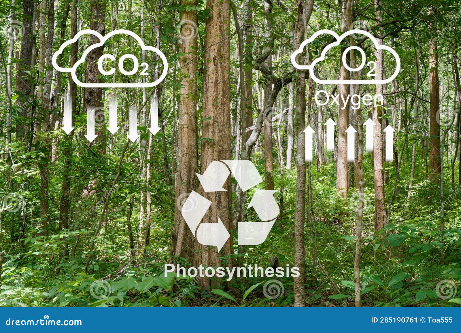 tropical forests absorbing carbon dioxide and change to oxygen