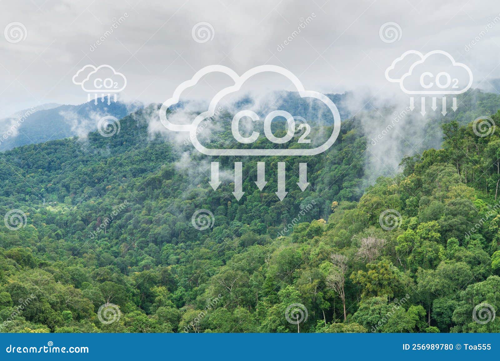 Tropical Forests Can Absorb Large Amounts of Carbon Dioxide from the