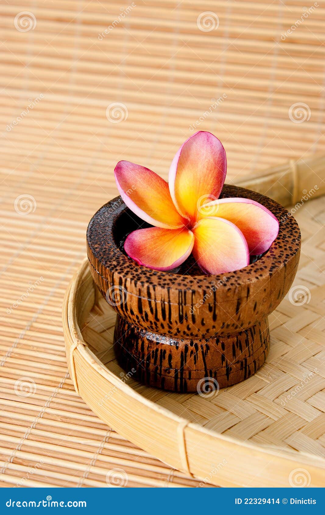 Tropical Frangipani for Spa and Wellness Stock Photo Image of care