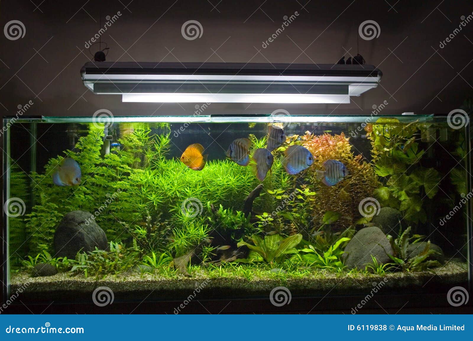 tropical freshwater aquarium