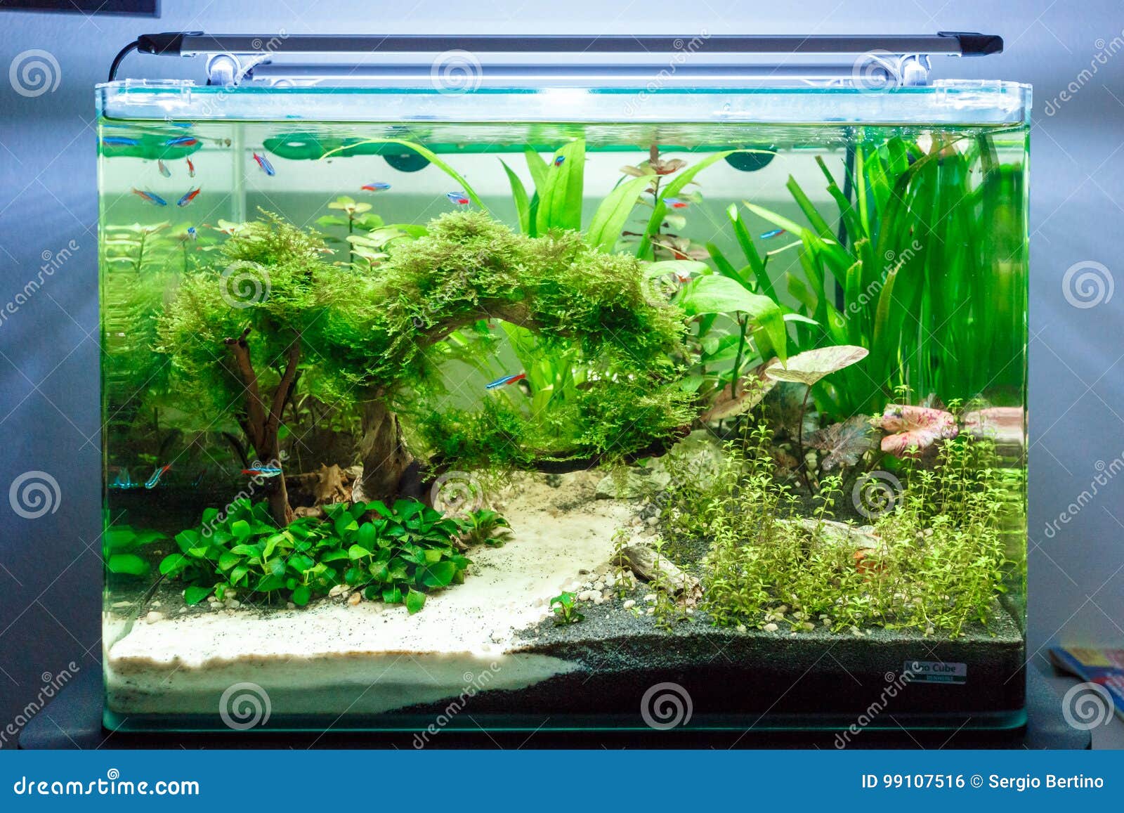 freshwater fish tank sand