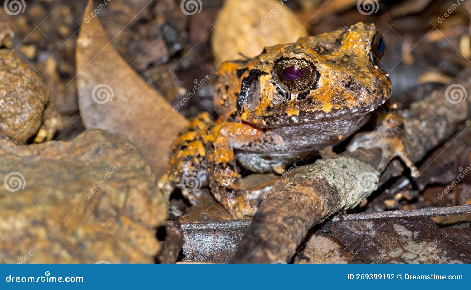 Tropical Frog Bitten By Mosquito Rainforest Jungle Royalty-Free Stock