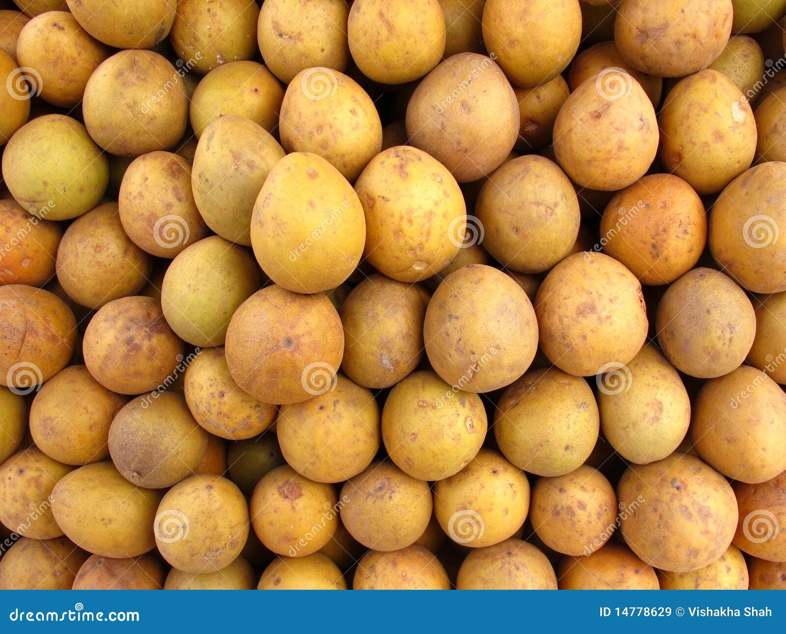 chikoo fruit in english chikoo fruit in english