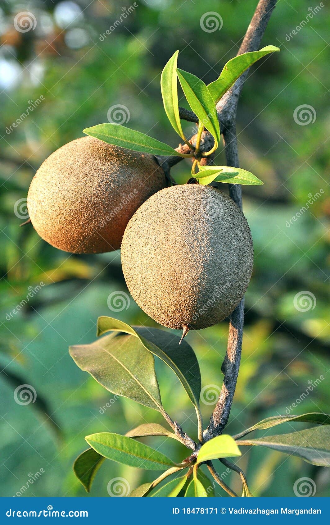 Tropical fruit Chiku stock image. Image of leave, nature 18478171