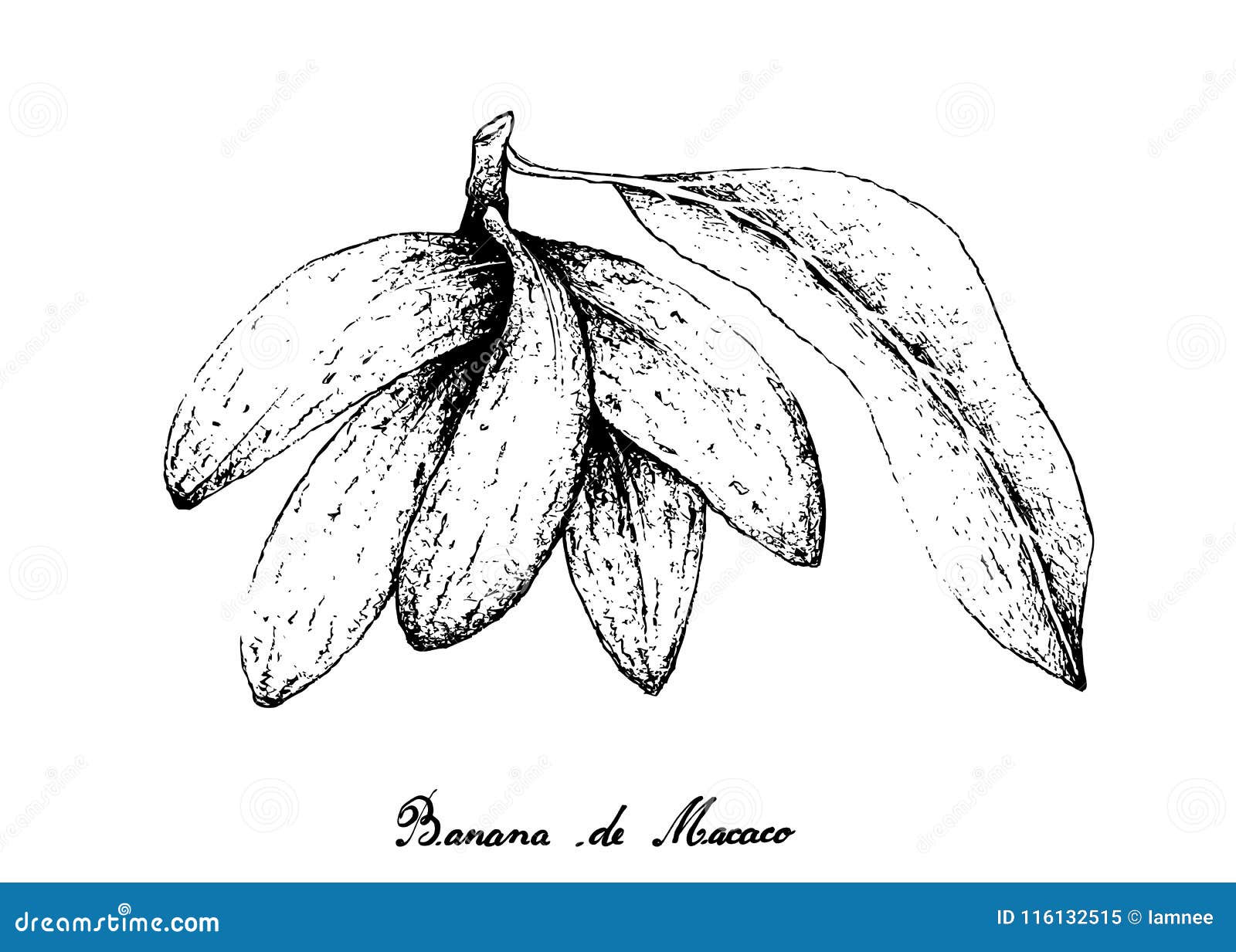 hand drawn of banana de macaco fruits on white background
