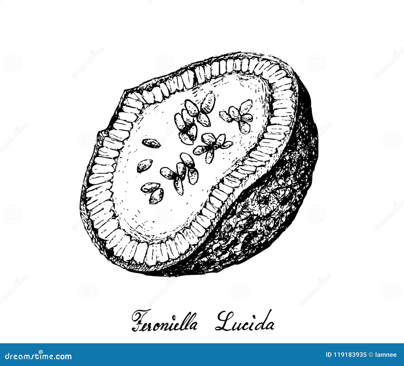 hand drawn of feroniella lucida fruits on white background