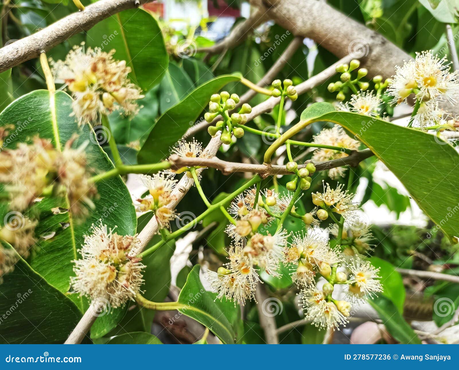 The Tropical Fruit Tree Has Bloomed with Beautiful Flowers. Stock Photo