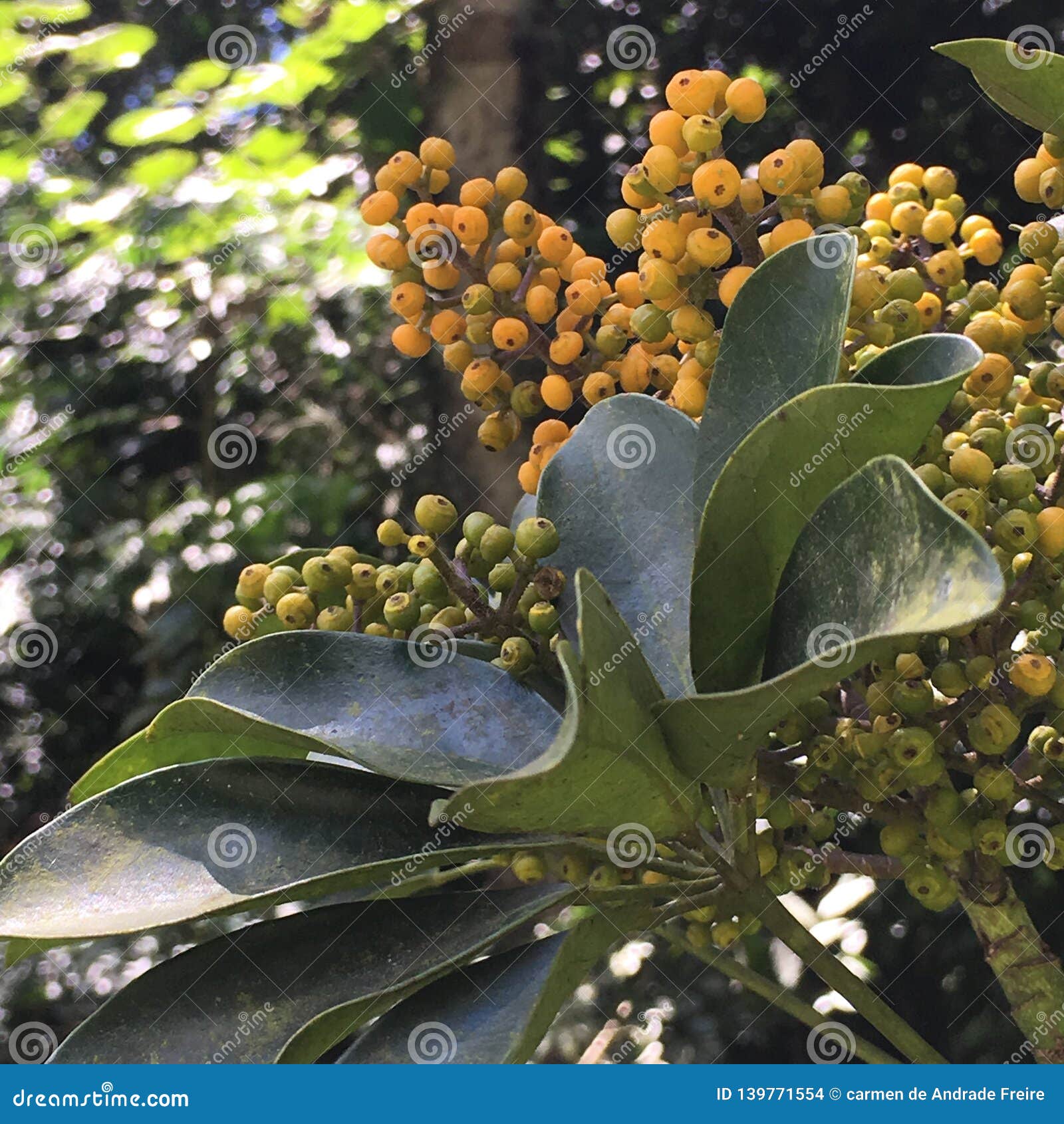 Tropical Fruits Growing in Bunches Stock Photo Image of bunch