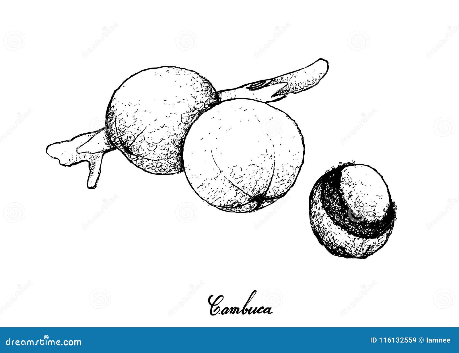Hand Drawn of Cambuca Fruits on White Background Stock Vector ...