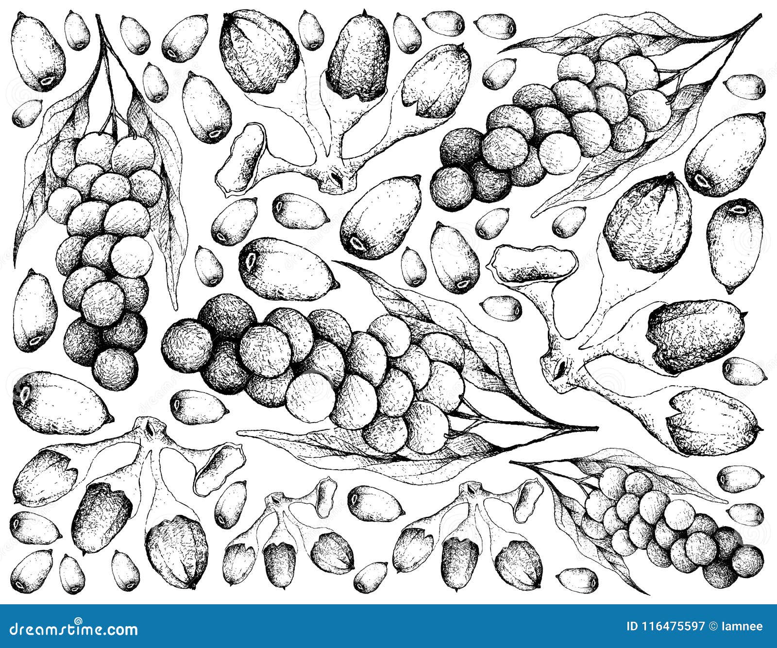 hand drawn background of baccaurea parviflora and buah dabai fruits